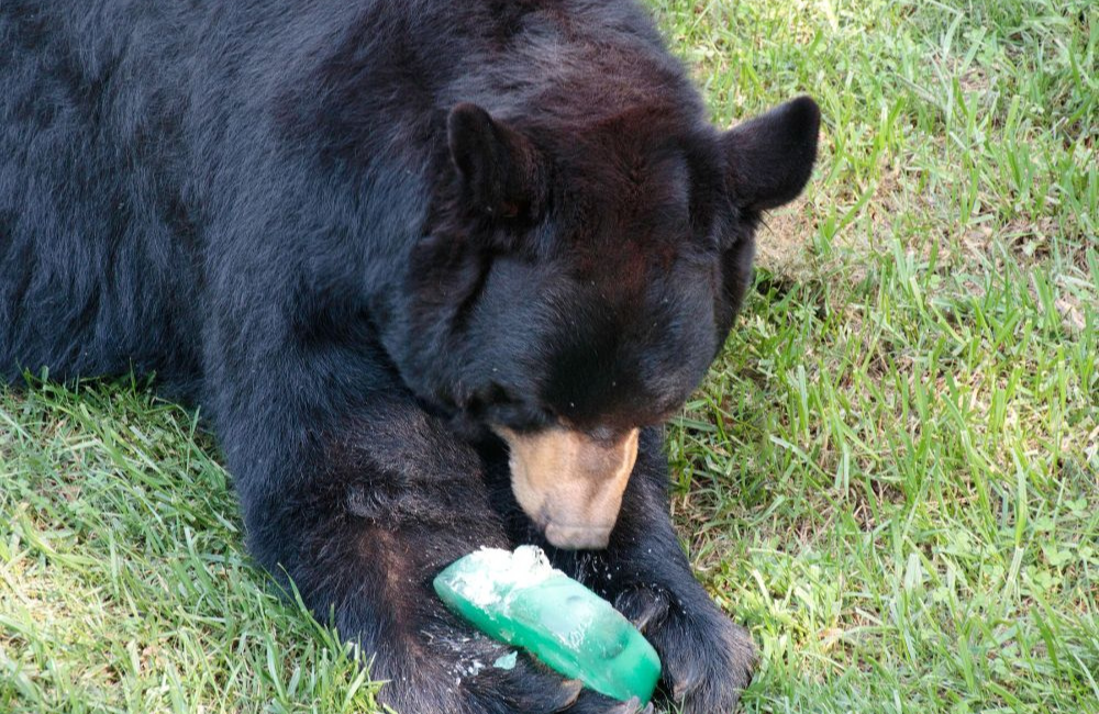 Bear eating a popsicle at the WNC Nature Center